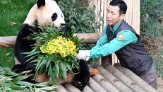 Gấu trúc Fubao (3 tuổi) được người quản lý vườn thú Kang Cheol-won tặng hoa trong lần xuất hiện cuối cùng trước người dân Hàn Quốc tại công viên giải trí Everland ở Yongin, tỉnh Kyunggi, ngày 3/3. Ảnh: Yonhap