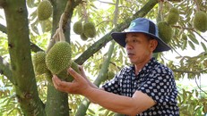 Giá sầu riêng "hạ nhiệt"