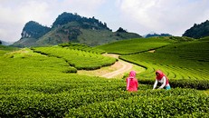 Mộc Châu trở thành khu du lịch quốc gia