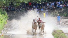 Nét văn hóa độc đáo tại Hội đua bò Chùa Rô