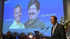 Giải Nobel Y sinh 2024 vinh danh phát minh điều hòa hoạt động gene