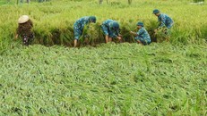 Thủ tướng chỉ đạo đẩy mạnh khôi phục sản xuất nông nghiệp