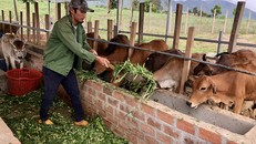 Hộ chăn nuôi tái đàn đón thị trường Tết