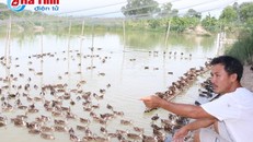 Nuôi vịt trời, thu tiền tỷ