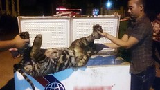 Công an thu giữ xác hổ ướp đông. Ảnh: P.H. 