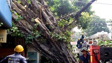 Cây da cổ thụ bật gốc đè nhà dân trên đường Nơ Trang Long. Ảnh: Sơn Hòa