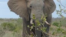 Khách du lịch bị voi giẫm chết