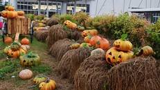 Vườn bí ngô hút khách dịp Halloween ở Sài Gòn