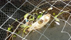 Cá nuôi lồng chết tại vịnh đảo Ngọc, xã Nghi Sơn. Ảnh: Nguyễn Dương.