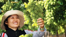 Tôn vinh cây nho Ninh Thuận