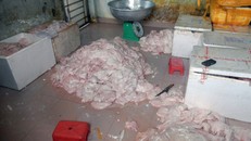 Vú heo đươc sơ chế trên nền nhà dơ bẩn, bốc mùi hôi thối. Ảnh: A.X