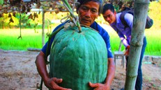 Nông dân Nguyễn Đình Giáo (57 tuổi, thôn Chánh Trạch 1, xã Mỹ Thọ) ôm trái bí đao nặng gần 50 kg.