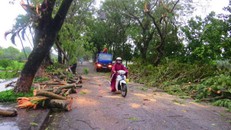 Nhiều cây xanh ở Huế bị đổ do mưa lớn ngày 13/10. Ảnh: Võ Thạnh.