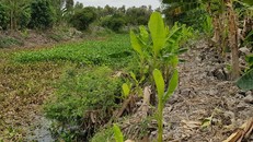 Ông lão 74 tuổi giết chết hàng xóm rồi phi tang vì mâu thuẫn đất đai