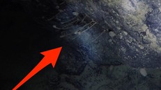 Hình ảnh từ video cho thấy hình ảnh sinh vật dưới băng ở Nam Cực, có hình dạng tương tự bọt biển. (Ảnh: TS. Huw Griffiths/Insider)