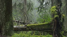 Nhóm nghiên cứu cảnh báo thế giới đang mất các khu rừng với tốc độ "đáng sợ", nhanh hơn nhiều so với tốc độ rừng được tái sinh. (Ảnh: WWF)