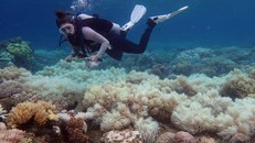 Các nhà khoa học đánh giá cao khuyến nghị liên quan đến Rạn san hô Great Barrier của UNESCO