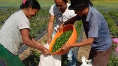 Nông dân chiến thắng trong cuộc chiến chống lại khí hậu và địa hình để bắt đầu trồng ớt trong nước.