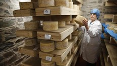 Blue Cheese được chế biến tại một cửa hàng sữa ở Castle Douglas, Scotland. Ảnh: Murdo MacLeod