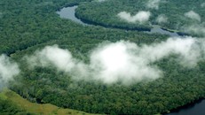 Rừng Di sản Thế giới của UNESCO đóng vai trò quan trọng trong việc giảm thiểu biến đổi khí hậu