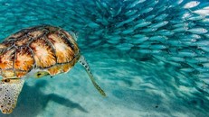 Colombia, Costa Rica, Ecuador và Panama hợp tác tạo ra khu dự trữ sinh quyển biển xuyên biên giới 