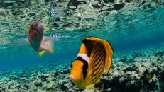 Ocean Literacy Law (Luật Giáo dục về Đại dương) được chính thức ban hành tại thành phố Santos, Brazil. 