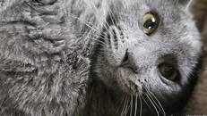 Giảm rụng lông ở mèo với 4 bước dễ làm và hiệu quả