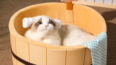 Nozawa Onsen: nơi những “nhân viên mèo” sẽ chăm sóc bạn bằng sự dễ thương và hiếu khách