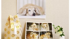 Nhật Bản: Người dân phải thông báo cho chính quyền khi chó nuôi trong nhà qua đời