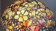 Loài mộc lan xuất hiện trong tất cả các tác phẩm của Louis Comfort Tiffany đều là loài Magnolia Soulangiana.
