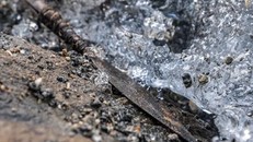 Một mũi tên 1.500 năm tuổi được phát hiện tại dãy núi Jotunheimen, hạt Innlandet, Na Uy.