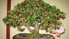 Những loại cây tuyệt đối không trồng trong nhà mà bạn nên nhớ