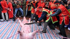 Năm 2016 sẽ không chém lợn ở lễ hội làng Ném Thượng