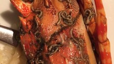 Tôm hùm dòi bò lúc nhúc trong resort vẫn phải móc túi trả 5 triệu