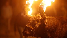 Sửng sốt với lễ hội đốt sừng bò ở Ecuador