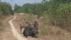 Siêu dự án 500 triệu USD nhận ‘tối hậu thư’ của Bí thư Thăng