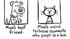 Những điểm khác nhau kể hoài không hết của chó và mèo