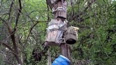 Mục đích ít ai biết của tục thụ táng trên cây