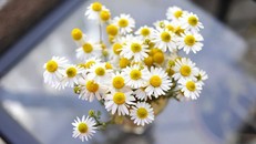 Hoa cúc mang ý nghĩa gì trong phong thủy?