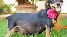 Bộ ảnh nàng chó mang bầu Hot nhất mạng xã hội