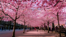 Háo hức với lễ hội Nhật Bản đầu tiên được tổ chức tại Đà Nẵng