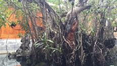 Sự thật về kho báu dưới cây sanh cổ 14 tỷ ở Huế