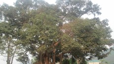 Cây đa 300 tuổi ở Huế được công nhận là cây Di sản Việt Nam