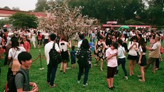 Lễ hội hoa anh đào 2016: Thất vọng vì hoa anh đào héo úa