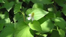 Chỉ cần rau diếp cá cả năm bạn không phải dùng tới thuốc tây