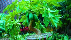 Trong nhà có cây đu đủ bạn không lo khi mắc những bệnh này