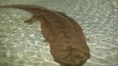 Nhà hàng bị phạt gần 2 tỷ vì 'hét' giá đĩa thịt kì nhông quá cao