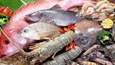 Những đặc điểm giúp phân biệt cá biển tươi và cá bị nhiễm độc