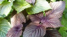 Chữa bách bệnh nhờ tía tô