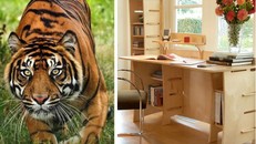 Phong thủy bàn làm việc cho người tuổi Bính Dần 1986